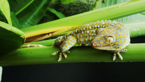 Geckos maintain their grip on wet hydrophobic surfaces such as those of leaves and tree trunks.: This discovery was made by University of Akron researcher, integrated bioscience doctoral candidate Alyssa Stark, principal investigator, and her colleagues Ila Badge, Nicholas Wucinich, Timothy Sullivan, Peter Niewiarowski and Ali Dhinojwala. Photograph by Alyssa Stark of The University of Akron